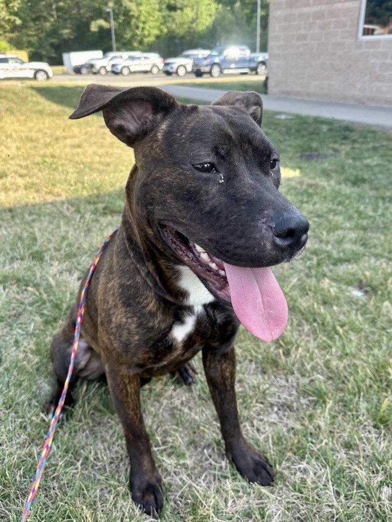 PR 51 CoCo, a Adoptable Pit Bull Terrier in Glen Allen, VA image 3/3