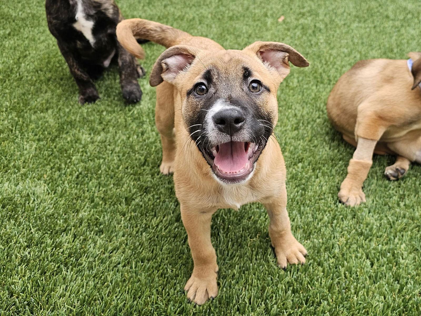 Enlarge Clarice, a Adoptable mixed breed in Mission Viejo, CA image 1/3