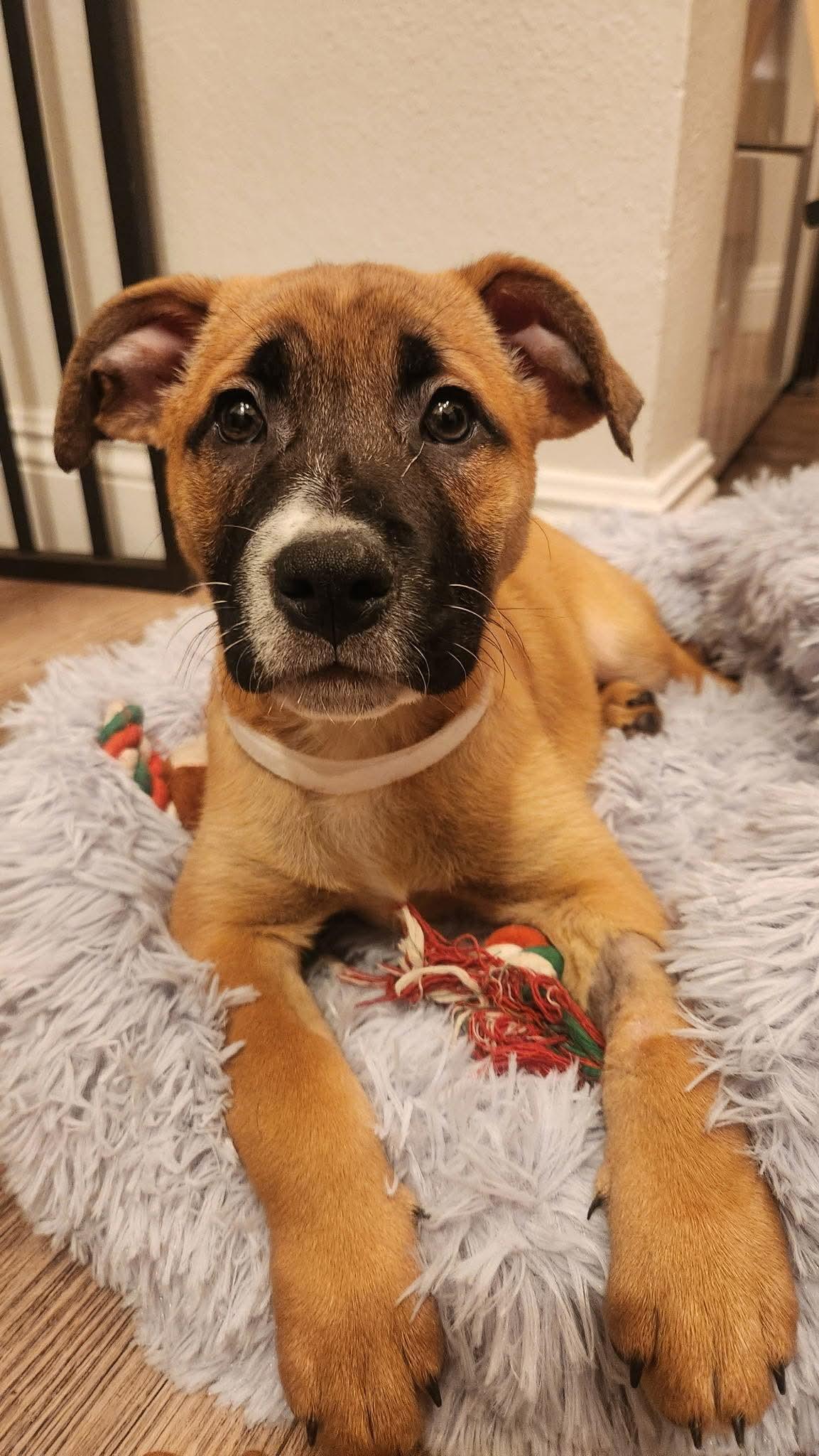 Enlarge Clarice, a Adoptable mixed breed in Mission Viejo, CA image 3/3