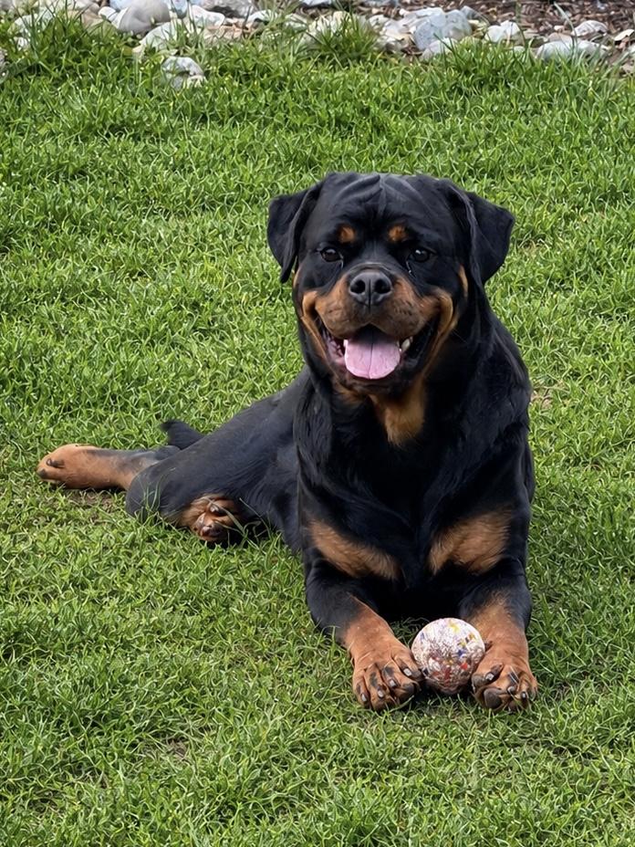 Enlarge Tiny, a Adopted Rottweiler in Prospect, CT image 4/5