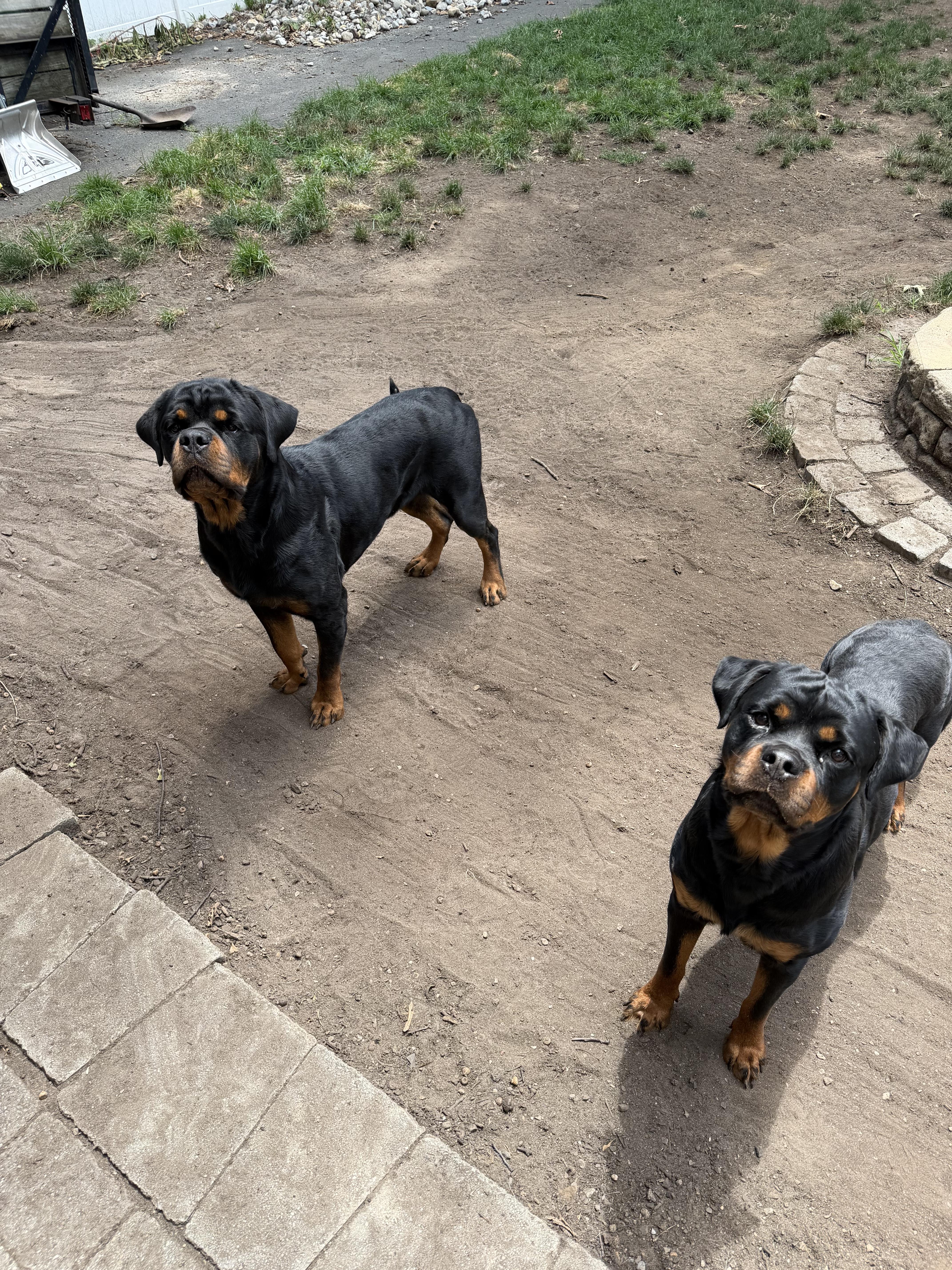 Enlarge Tiny, a Adopted Rottweiler in Prospect, CT image 3/5