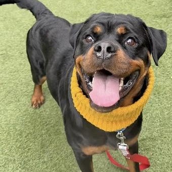 Tiny, ADOPTABLE, Adult Female Rottweiler.