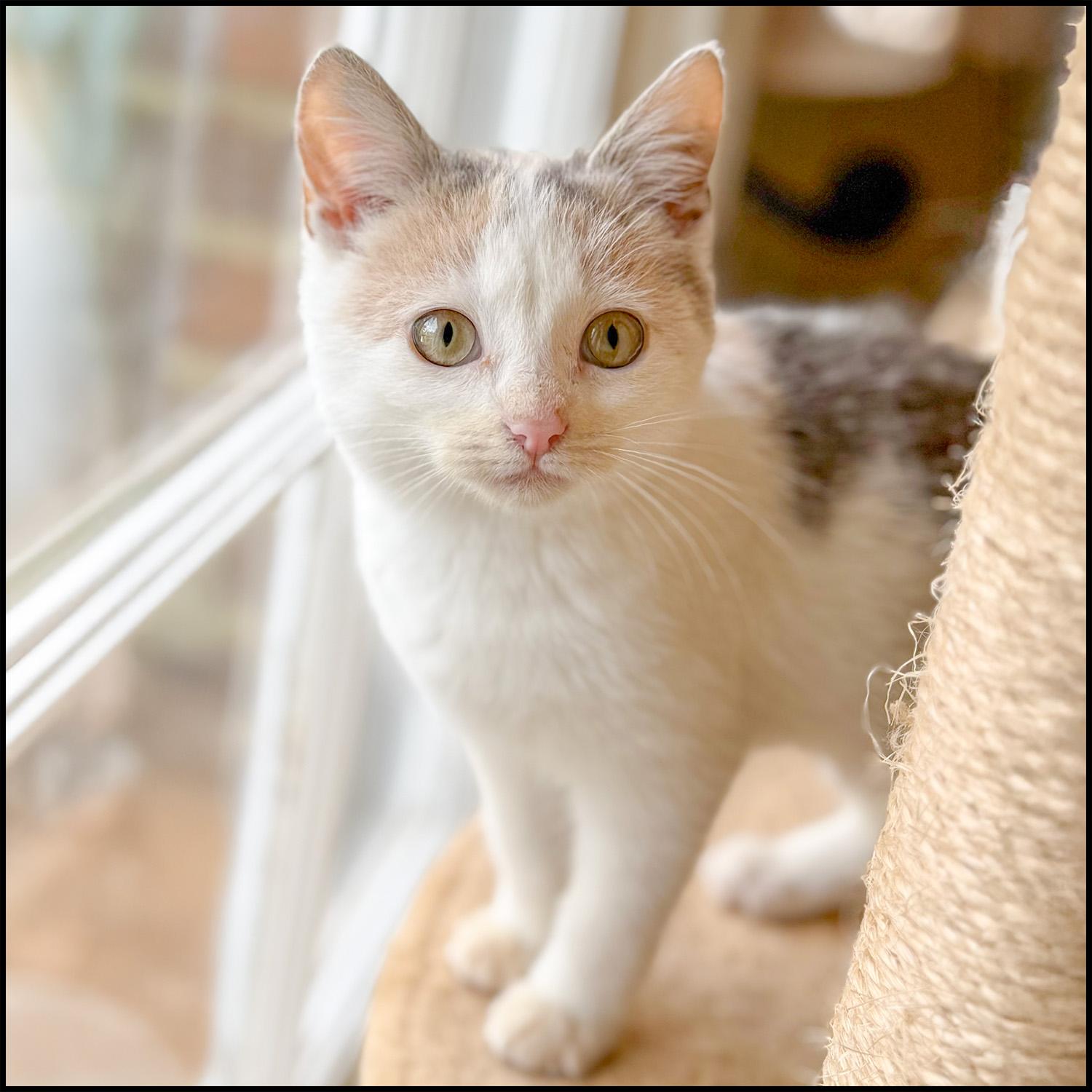 Enlarge Ryan, an adoptable mixed breed in Roswell, GA image 2/3