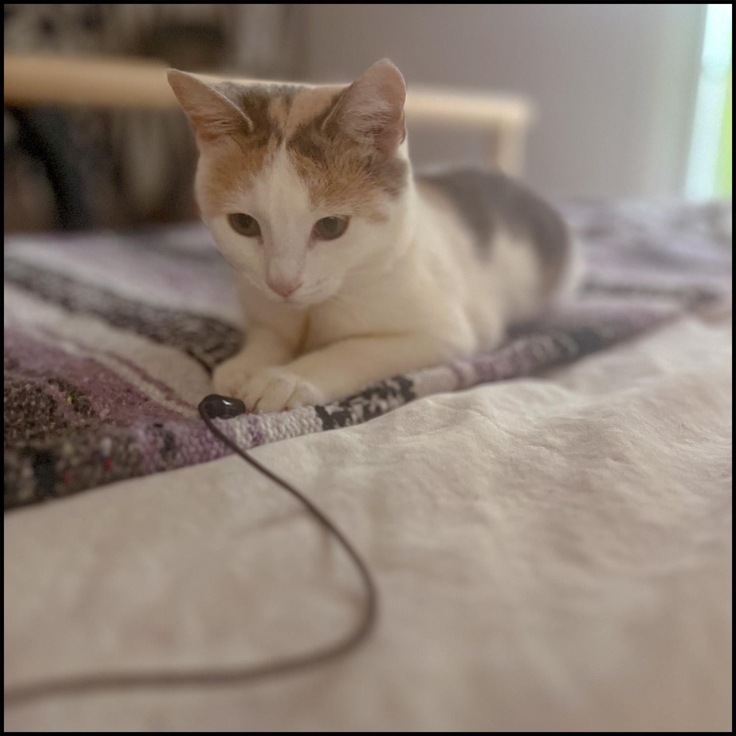 Ryan, adoptable, Young Female Domestic Short Hair & Calico.