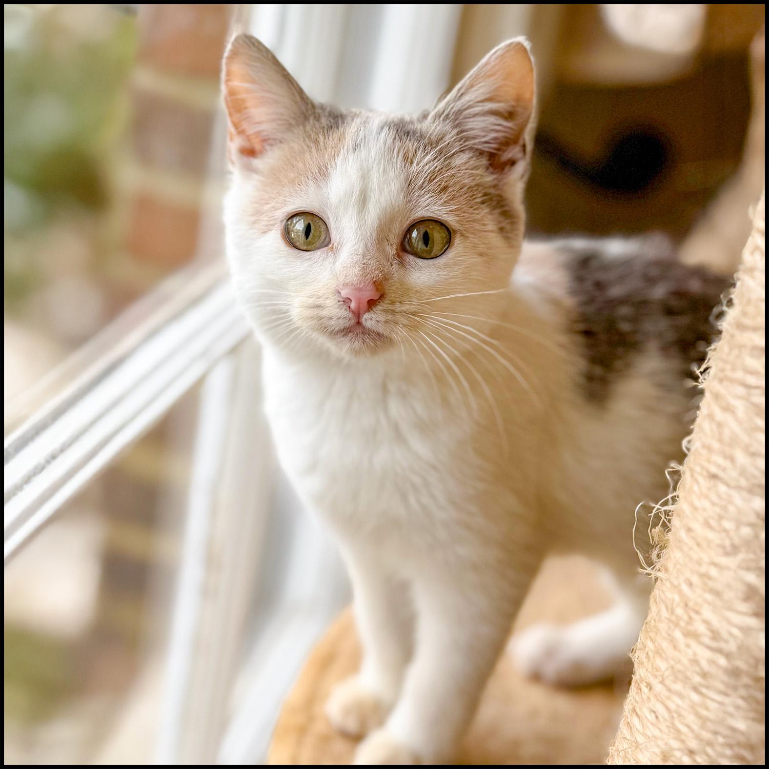 Enlarge Ryan, an adoptable mixed breed in Roswell, GA image 3/3