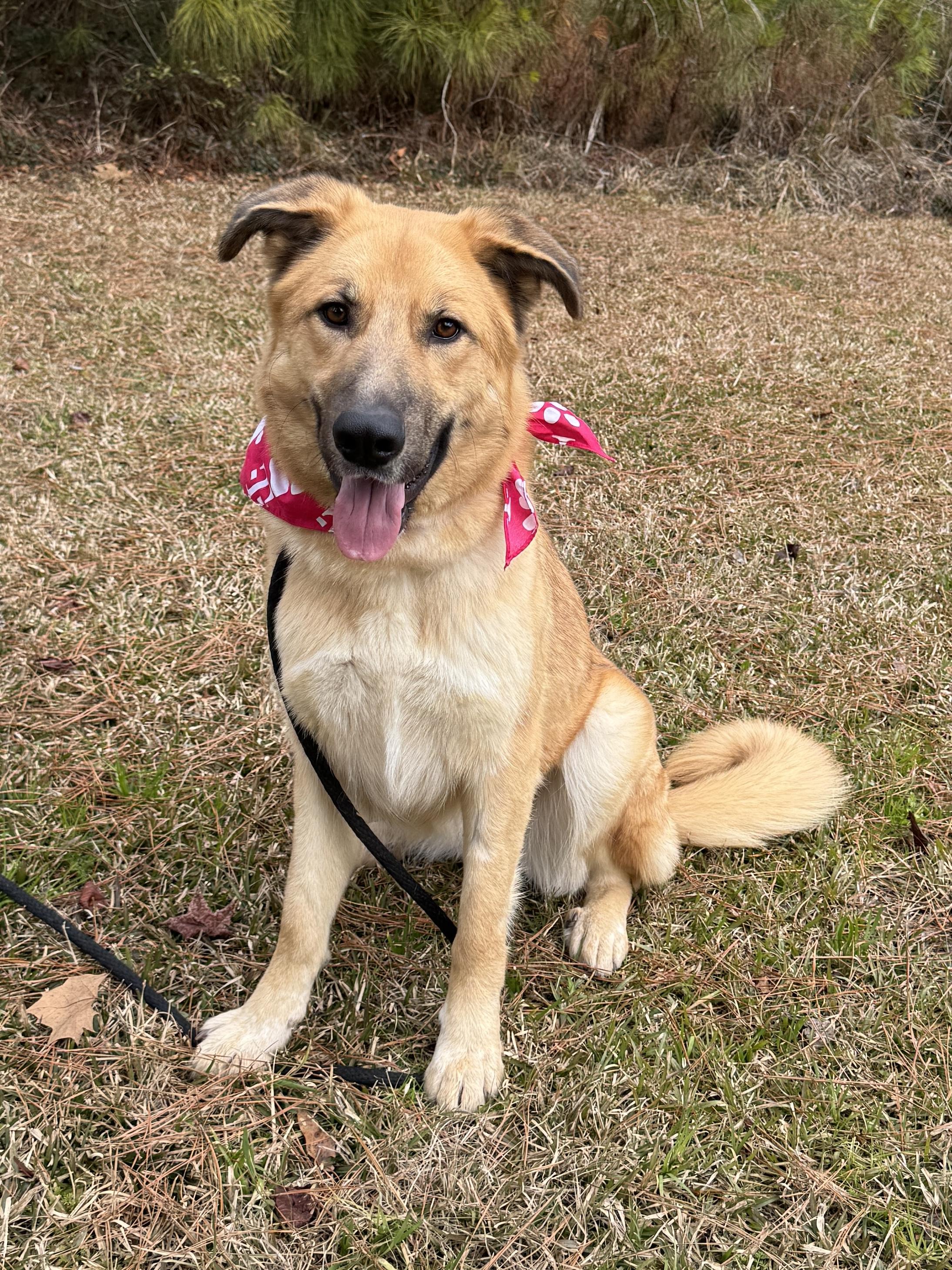 Enlarge Barbie, a ADOPTABLE Mixed Breed in Sumter, SC image 3/3