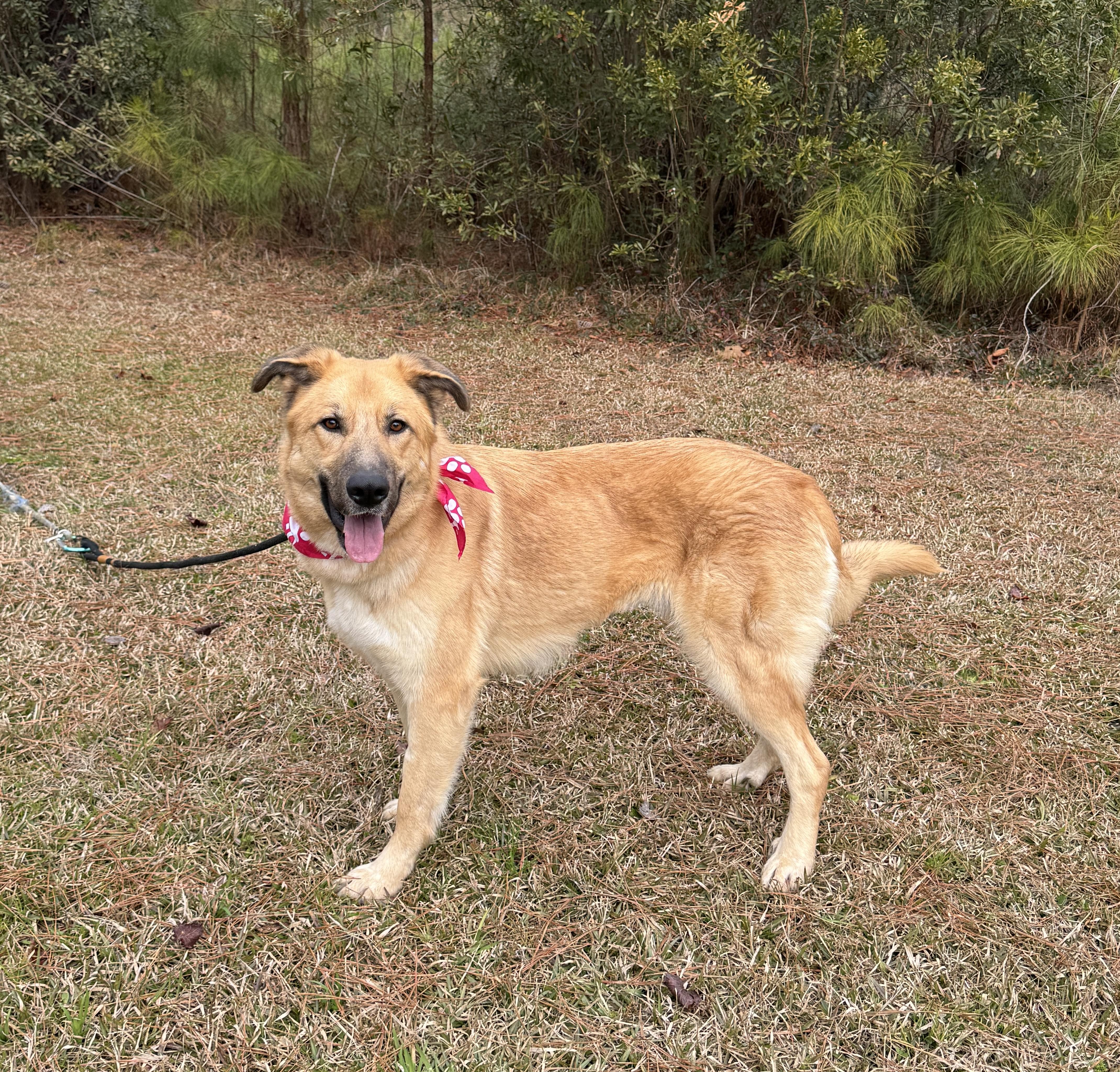 Enlarge Barbie, a ADOPTABLE Mixed Breed in Sumter, SC image 2/3