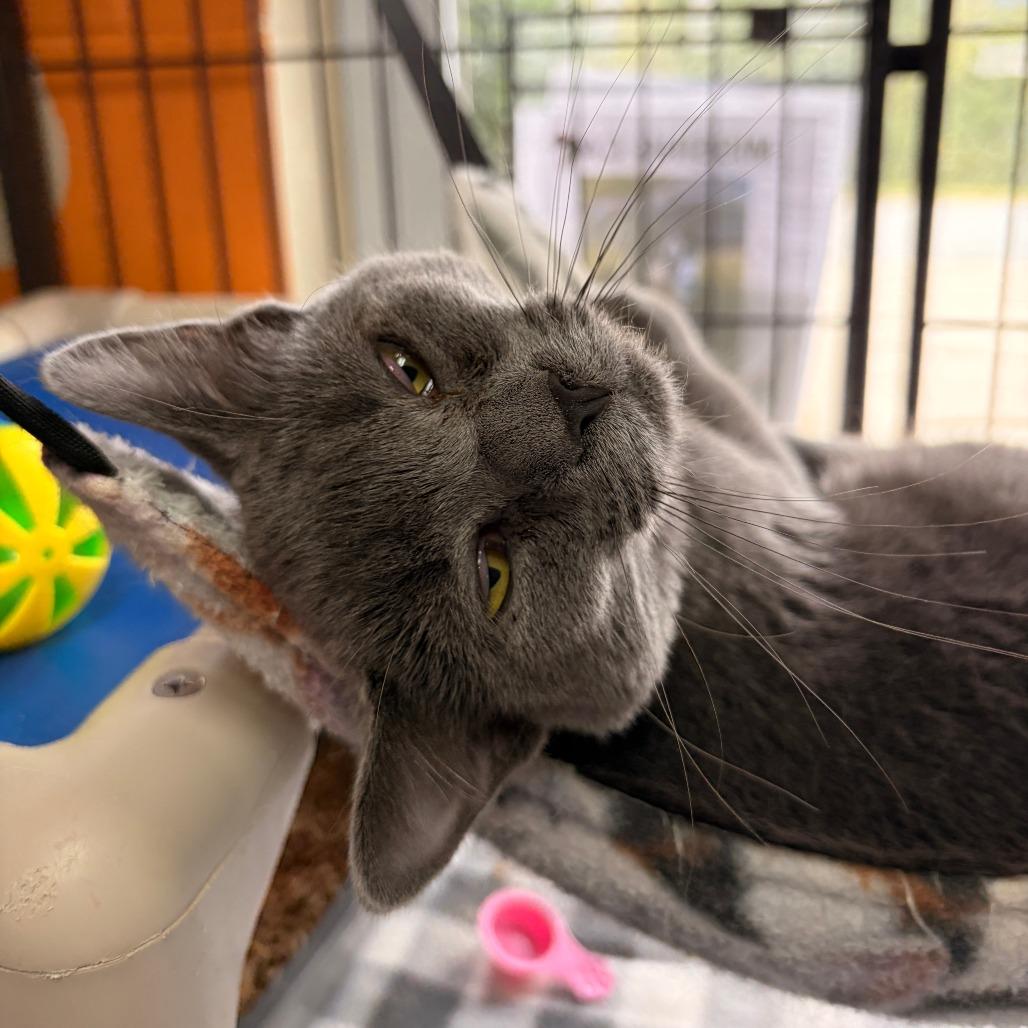 Cupcake, Adoptable, Young Female Domestic Short Hair.