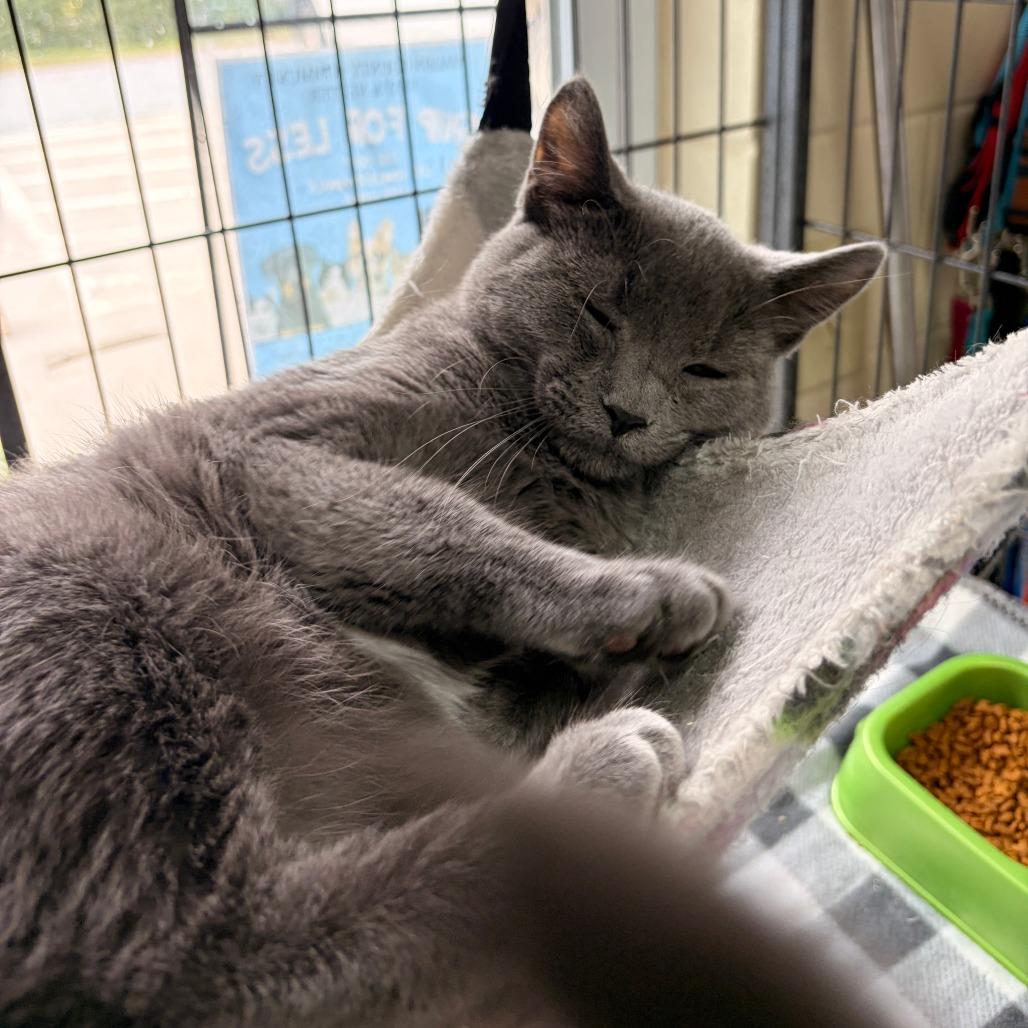 Enlarge Cupcake, a Adoptable Domestic Short Hair in Franklin, NC image 2/3