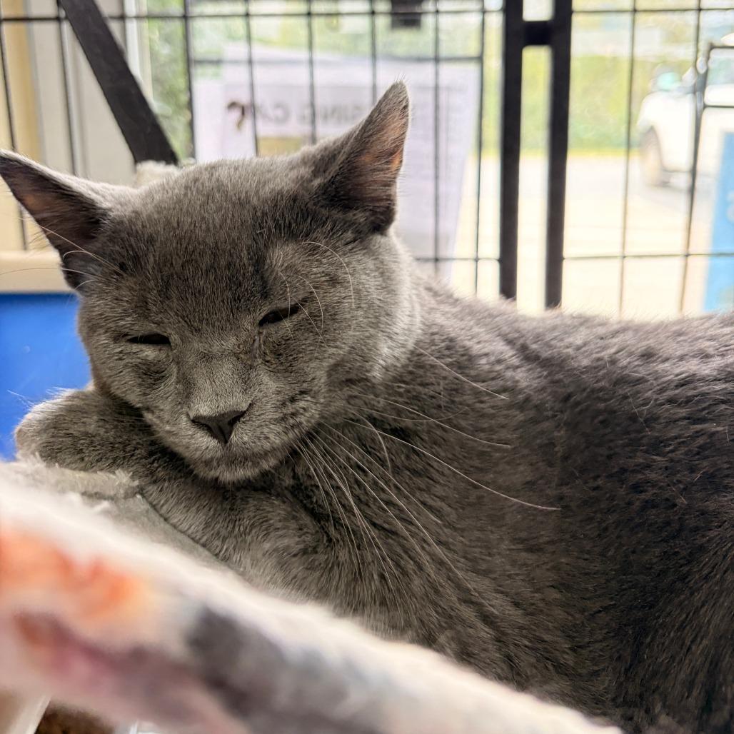Enlarge Cupcake, a Adoptable Domestic Short Hair in Franklin, NC image 3/3
