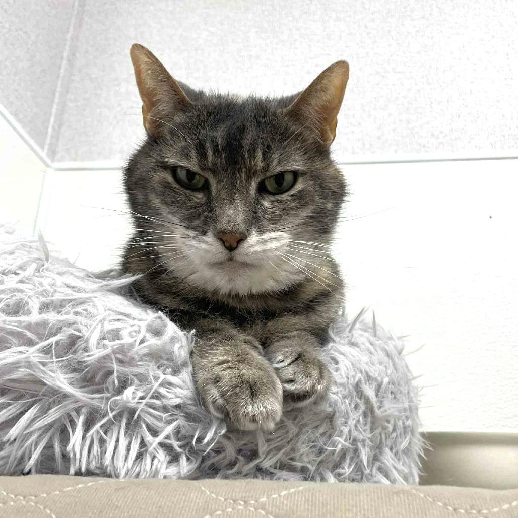 Lilly, a Adoptable Domestic Medium Hair in St. Helena, CA image 2/6