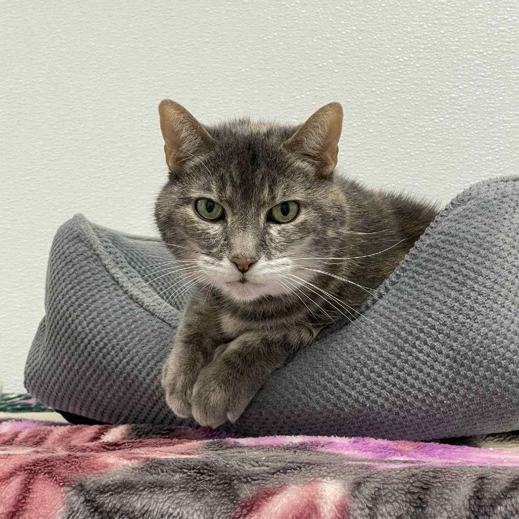 Lilly, a Adoptable Domestic Medium Hair in St. Helena, CA image 3/6