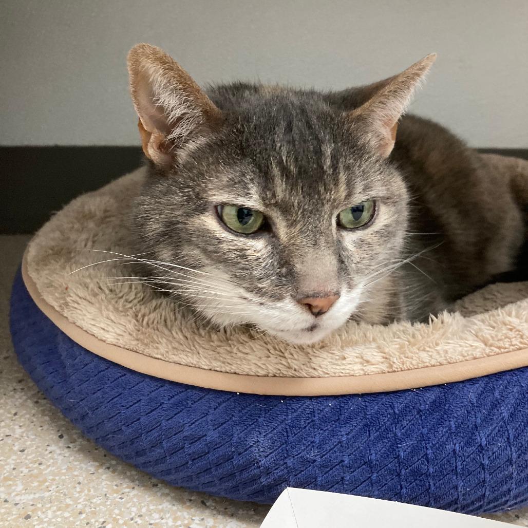 Enlarge Lilly, a Adoptable Domestic Medium Hair in St. Helena, CA image 3/6