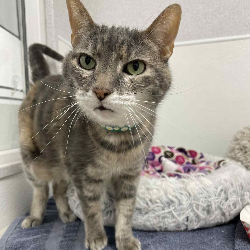 Enlarge Lilly, a Adoptable Domestic Medium Hair in St. Helena, CA image 4/6