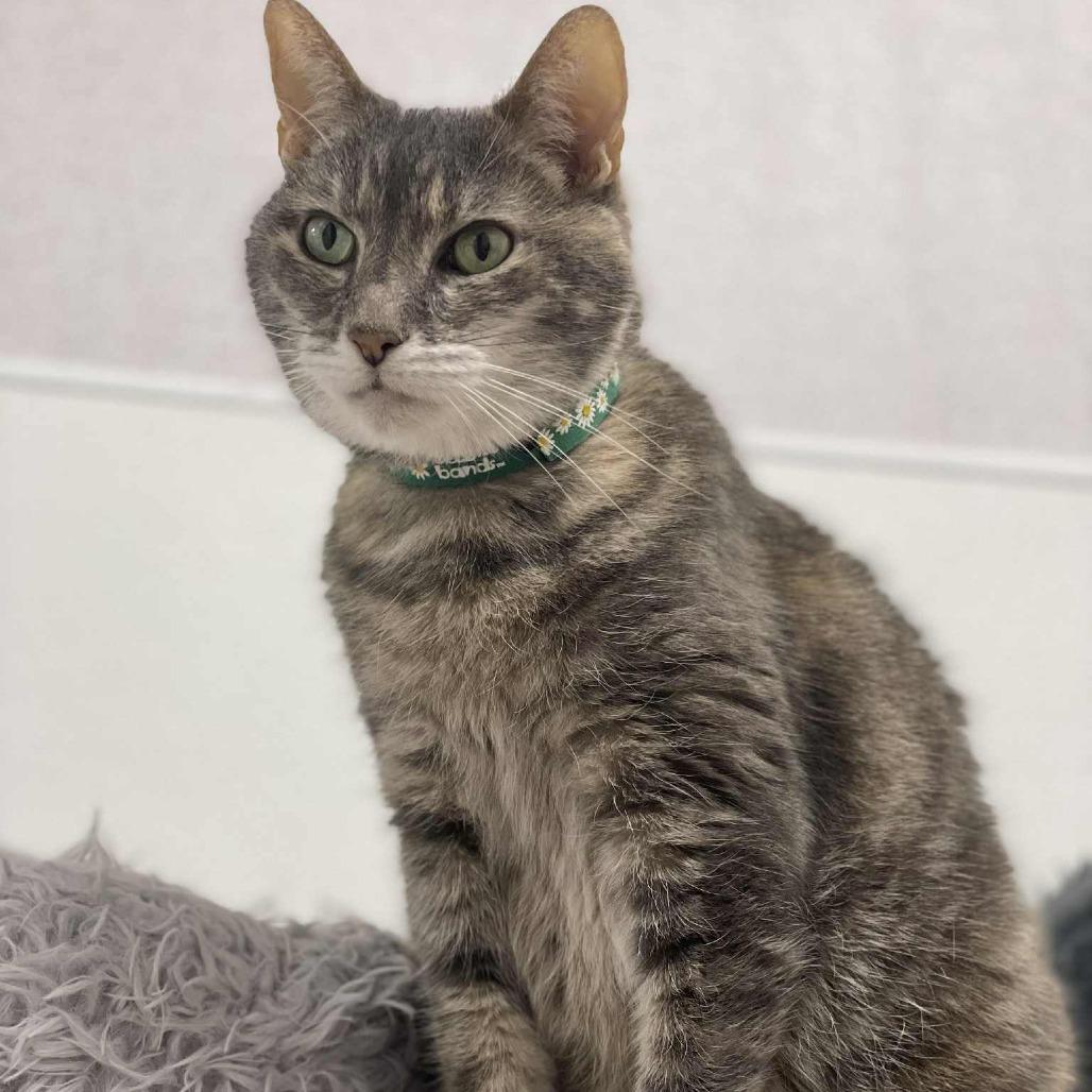 Enlarge Lilly, a Adoptable Domestic Medium Hair in St. Helena, CA image 5/6