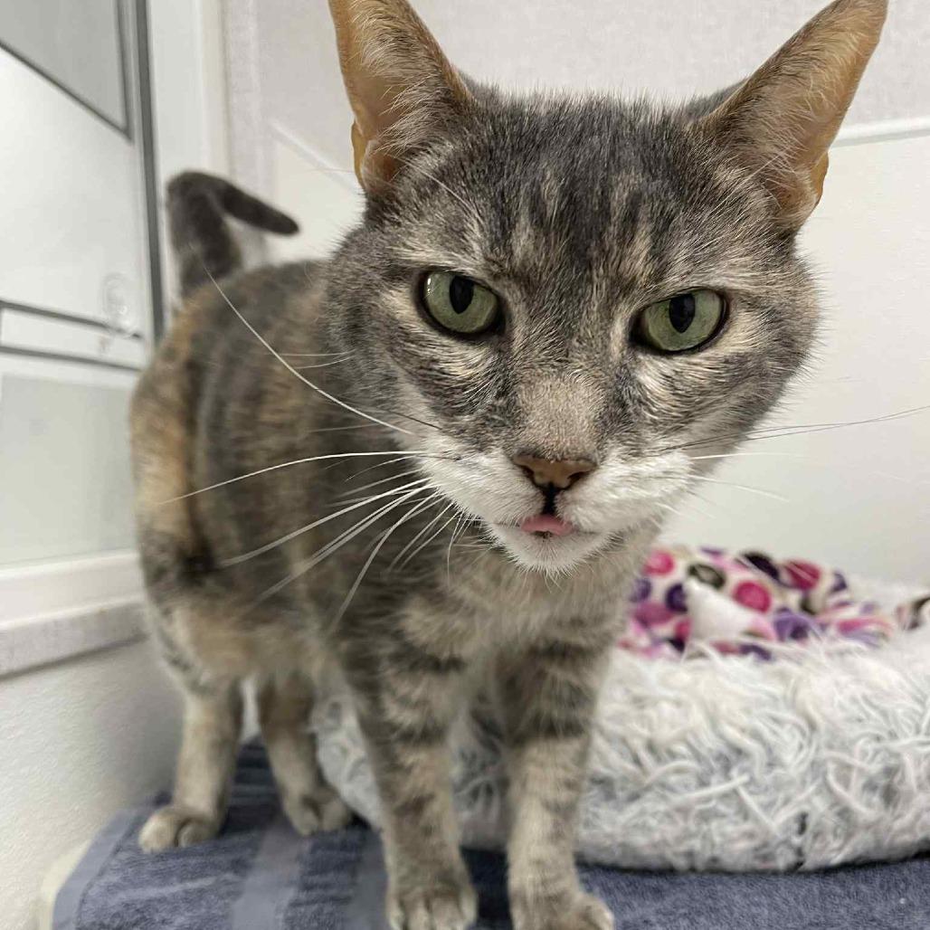 Enlarge Lilly, a Adoptable Domestic Medium Hair in St. Helena, CA image 6/6