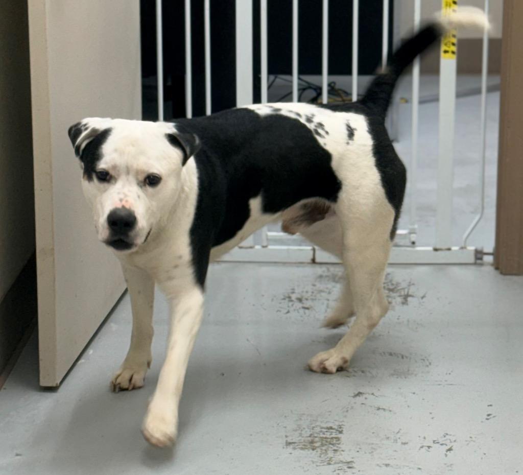 Enlarge Kenzo, a Adoptable mixed breed in North Vernon, IN image 1/1