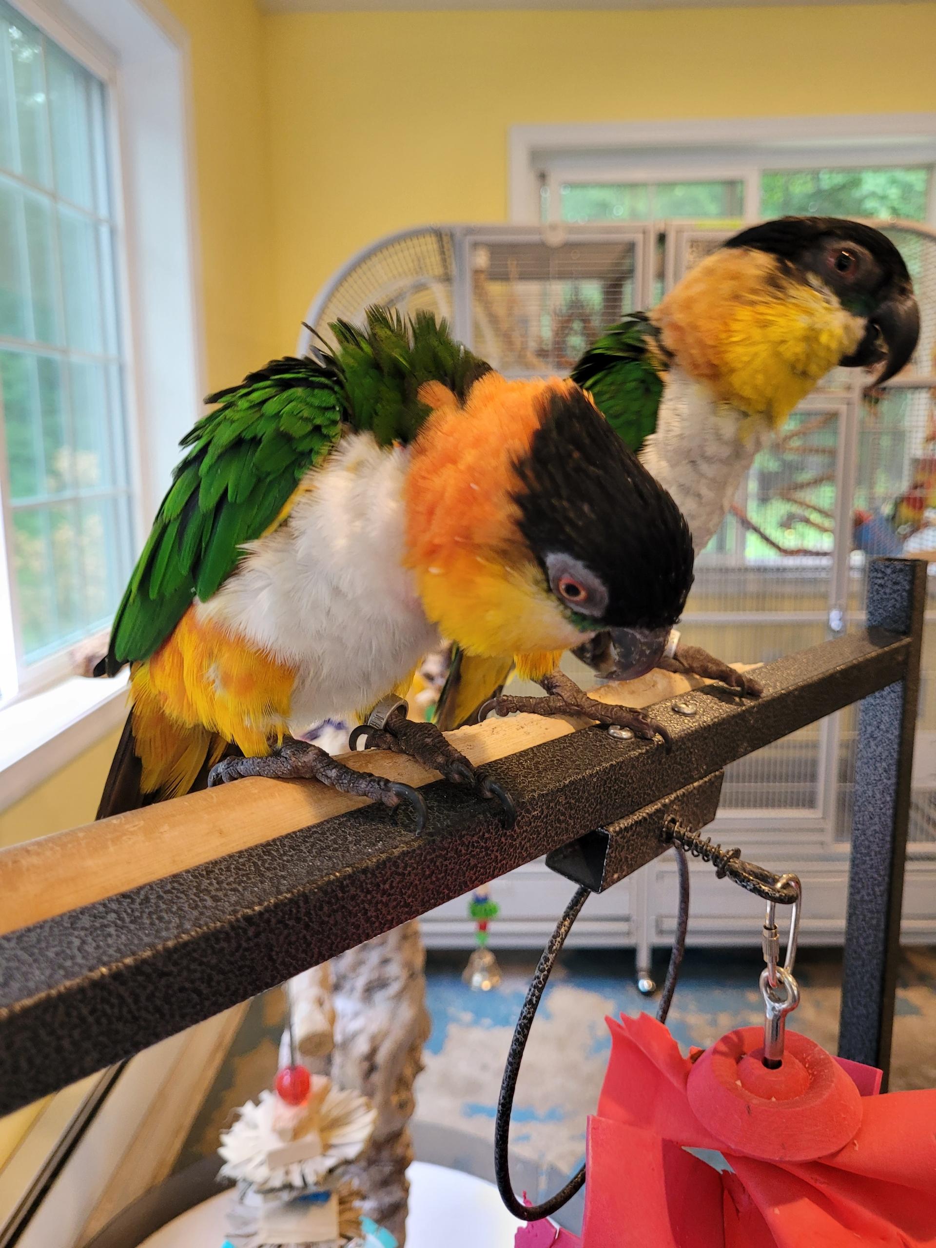 Enlarge Hyde, a Adoptable Caique in Blairstown, NJ image 1/1