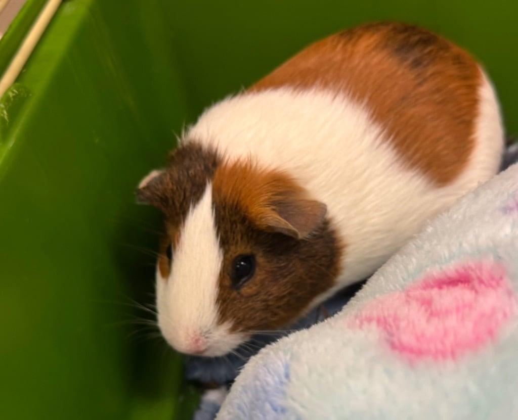 Enlarge Human Torch, a Adoptable Guinea Pig in Ceres, VA image 1/1