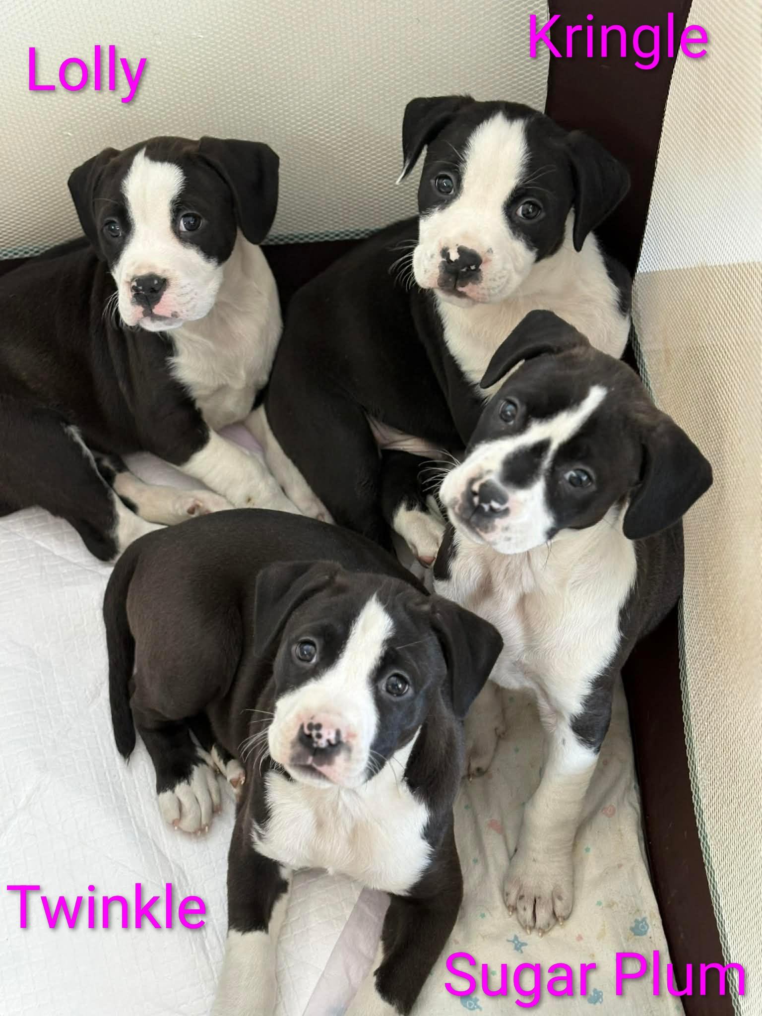 Enlarge Sugar Plum , a ADOPTABLE mixed breed in Huntington, WV image 6/6