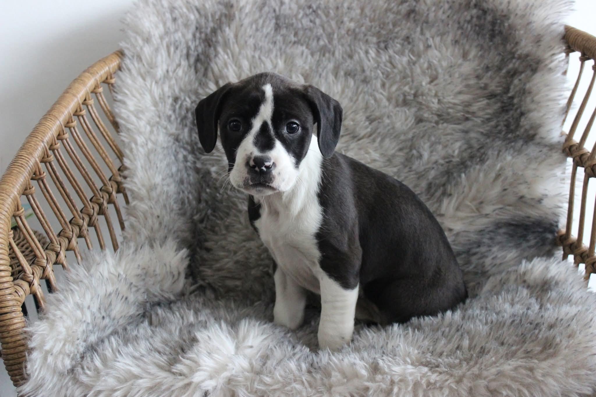 Enlarge Sugar Plum , a ADOPTABLE mixed breed in Huntington, WV image 5/6