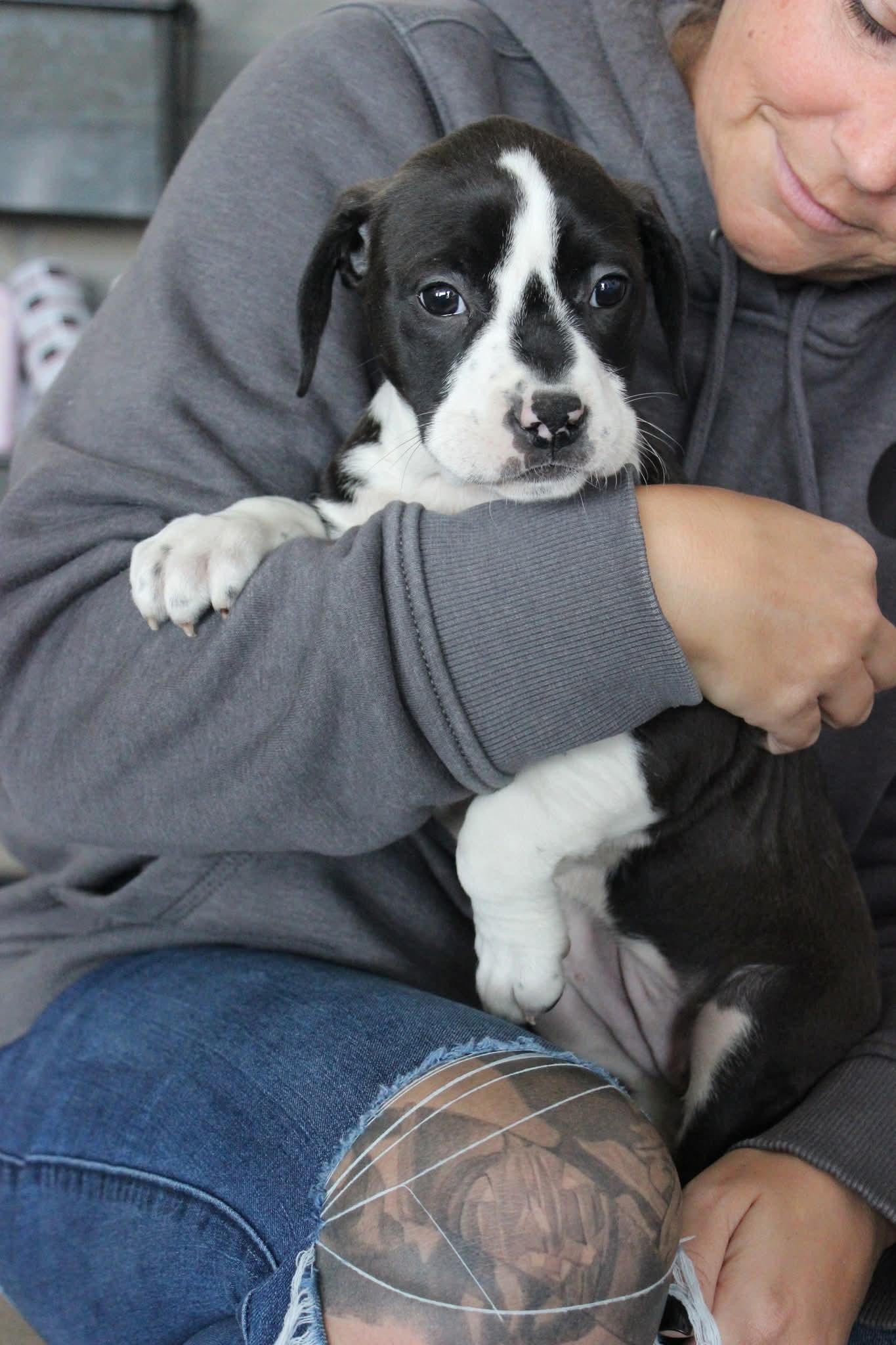 Enlarge Sugar Plum , a ADOPTABLE mixed breed in Huntington, WV image 4/6