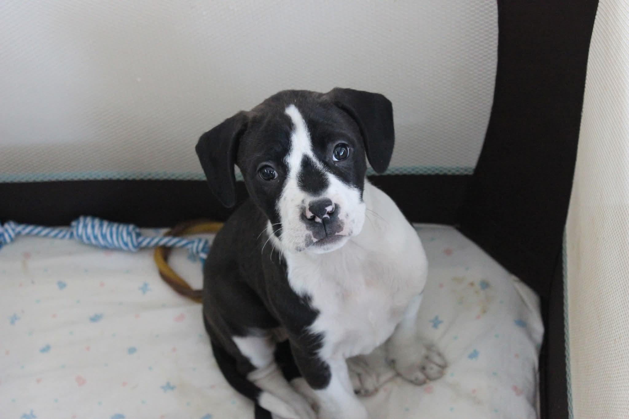 Enlarge Sugar Plum , a ADOPTABLE mixed breed in Huntington, WV image 1/6