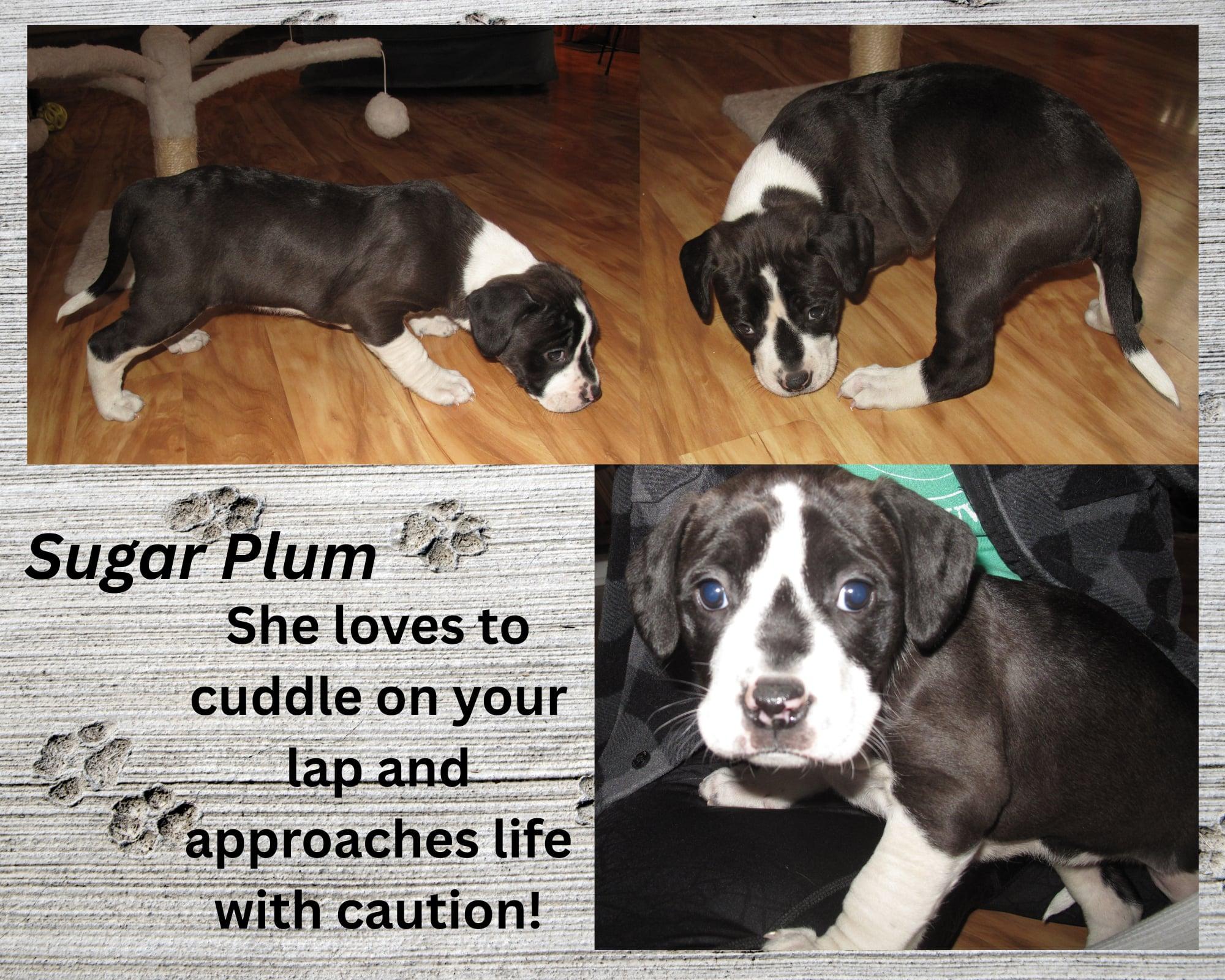 Enlarge Sugar Plum , a ADOPTABLE mixed breed in Huntington, WV image 2/6
