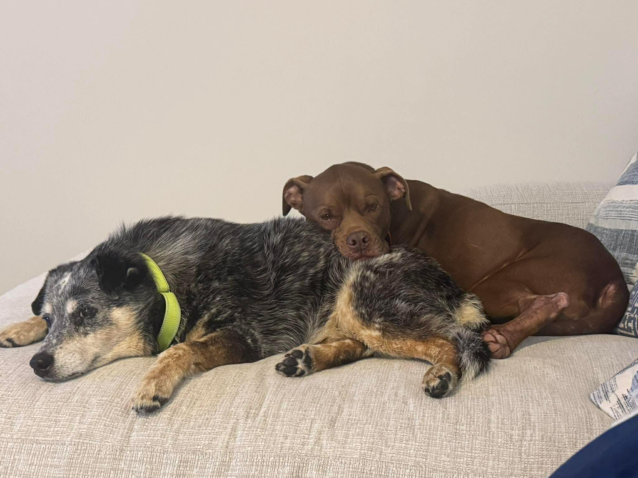 Millie & Lulu - 2 Bonded Seniors looking for their final Home photo