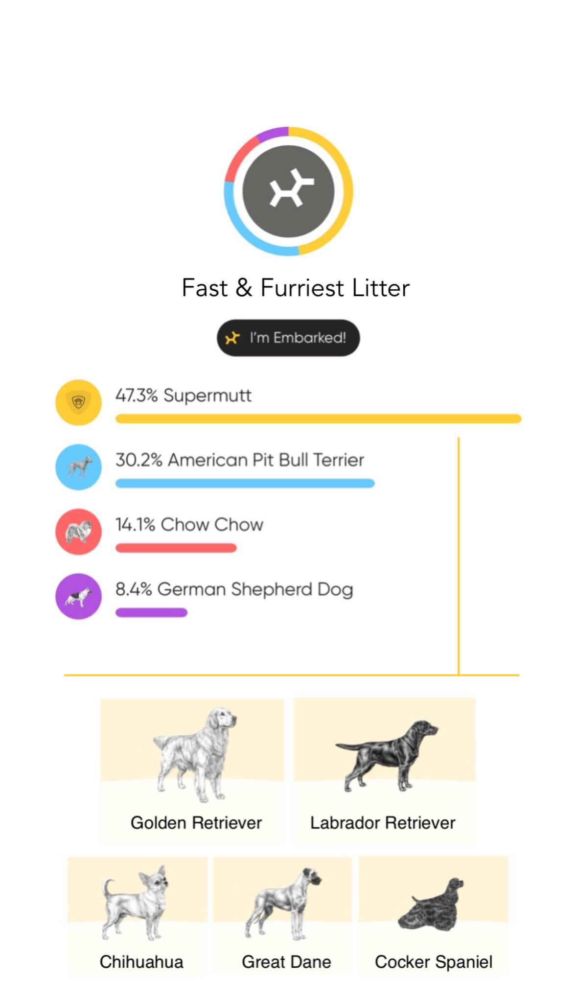 Opel, Adoptable, Puppy Female Labrador Retriever & Pit Bull Terrier.