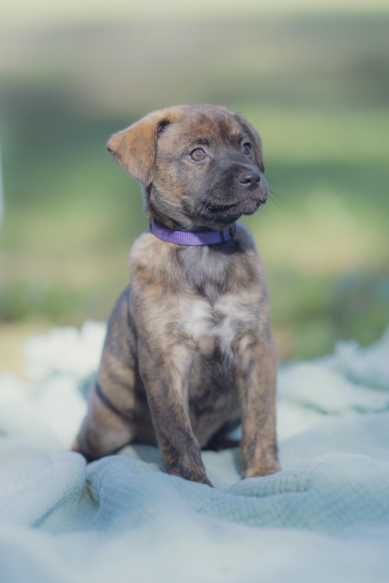 Opel, Adoptable, Puppy Female Labrador Retriever & Pit Bull Terrier.