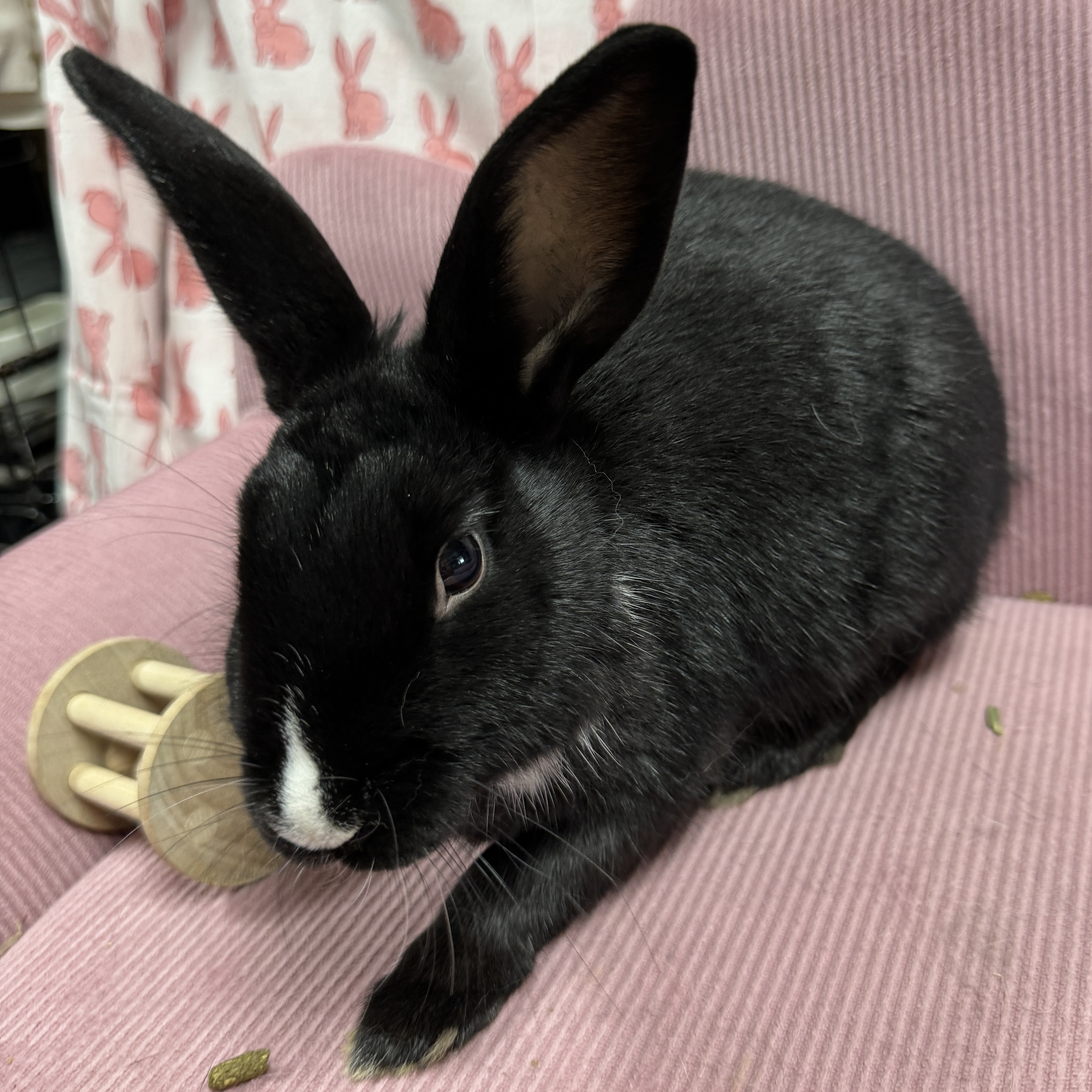 Fonzie, a Adoptable mixed breed in SAUCIER, MS image 3/5