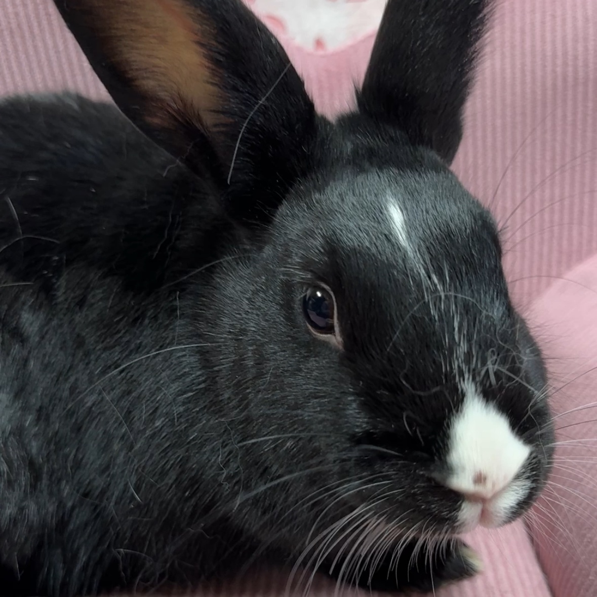 Fonzie, Adoptable, Young Male Dutch & Havana.