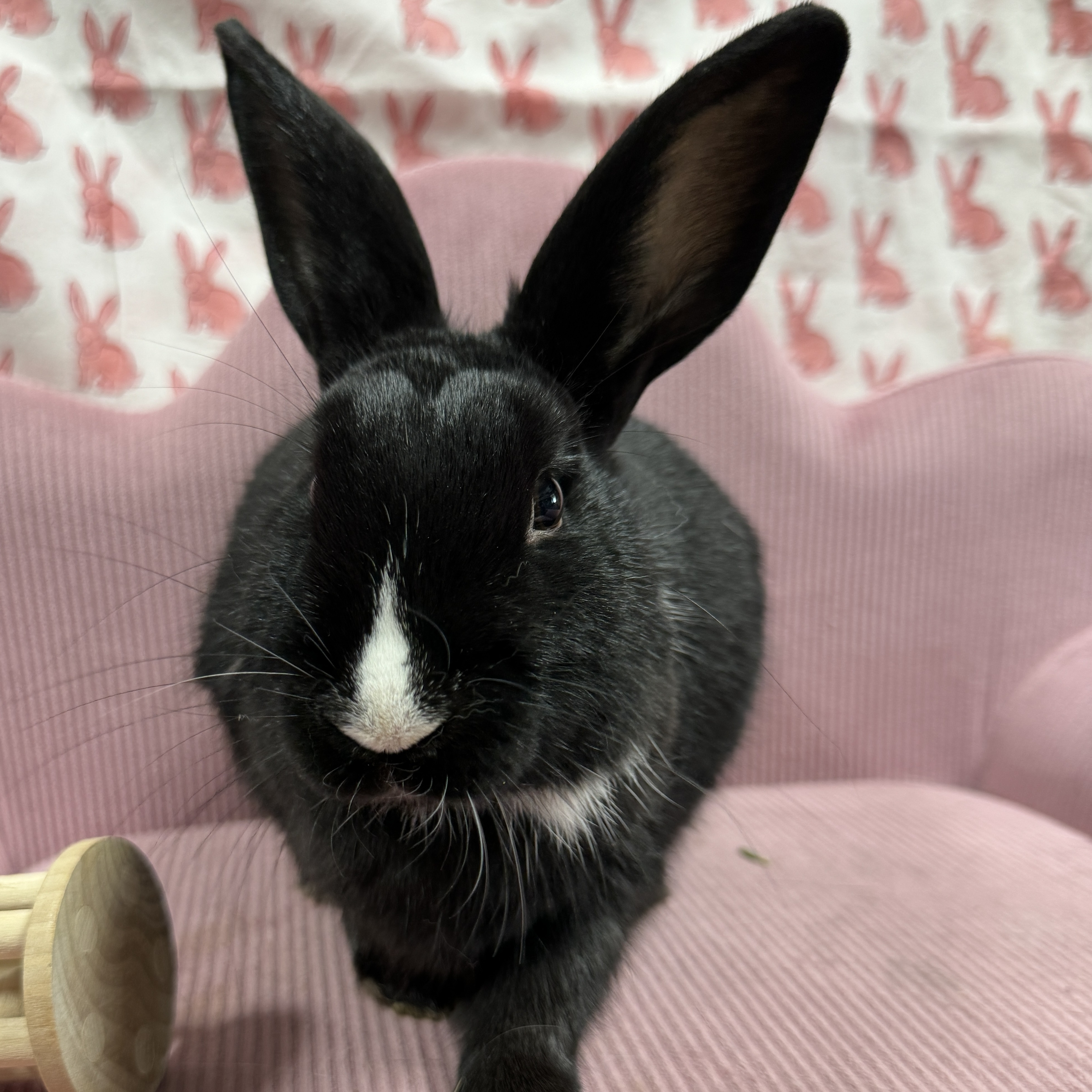 Fonzie, a Adoptable mixed breed in SAUCIER, MS image 2/5