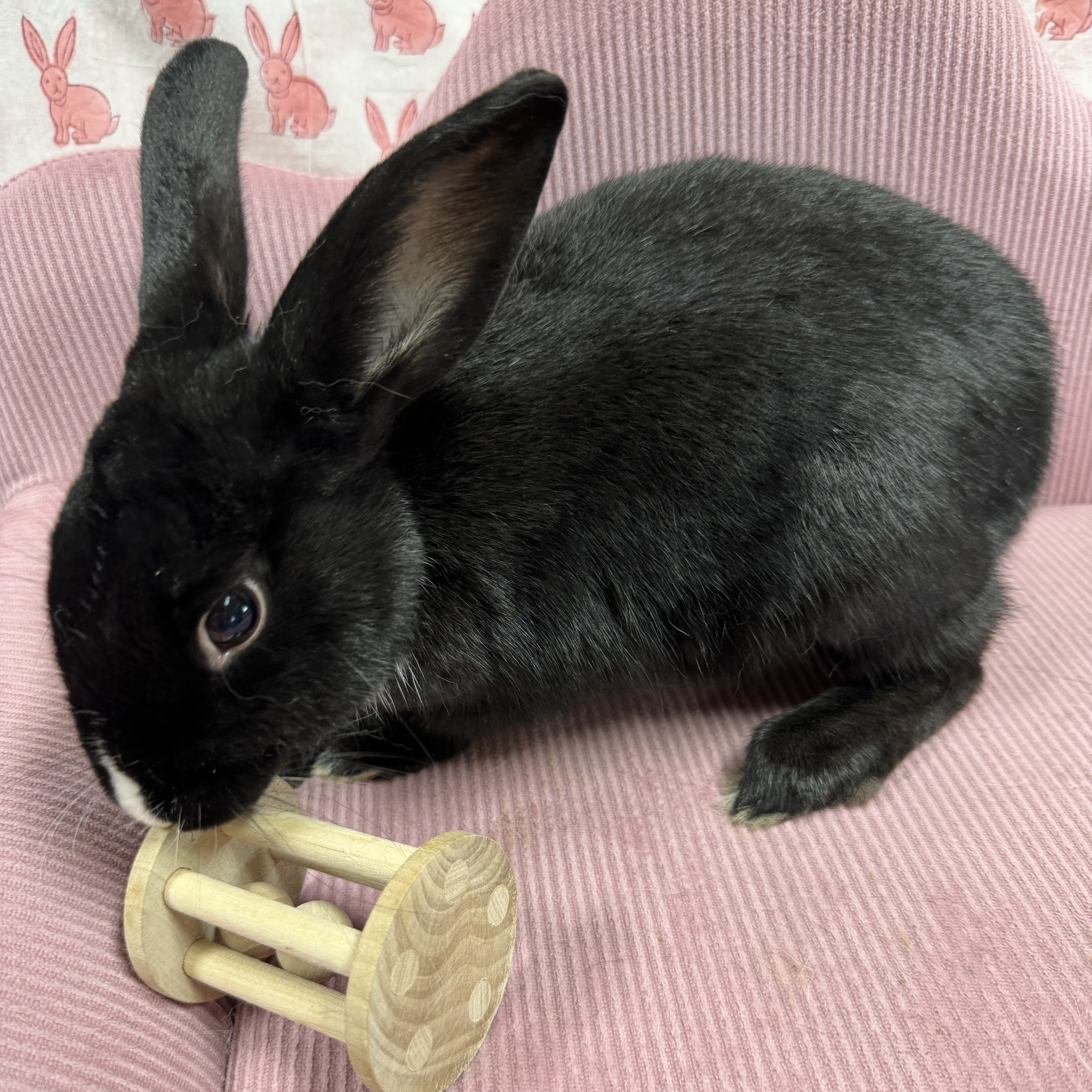 Fonzie, a Adoptable mixed breed in SAUCIER, MS image 4/5