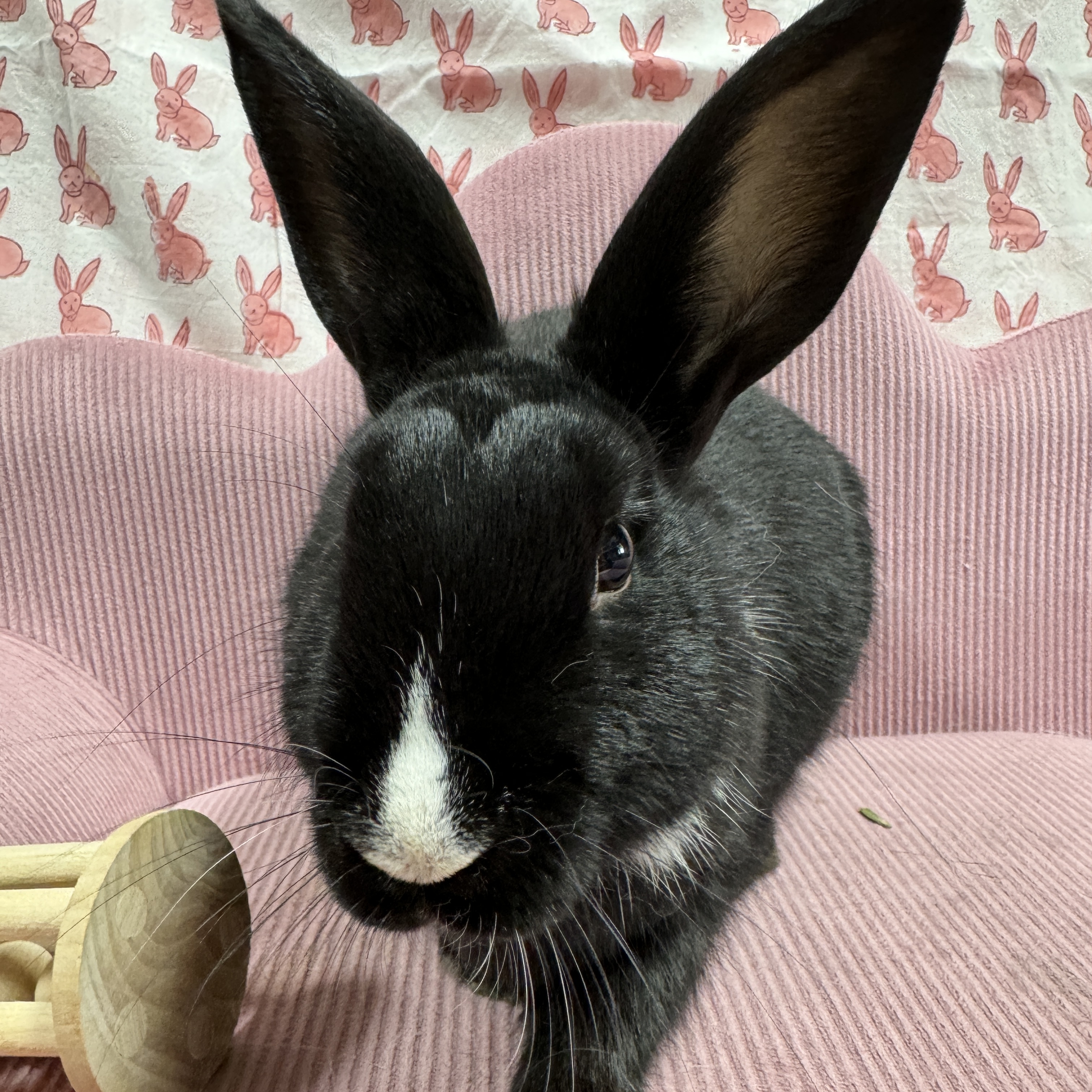 Fonzie, a Adoptable mixed breed in SAUCIER, MS image 5/5