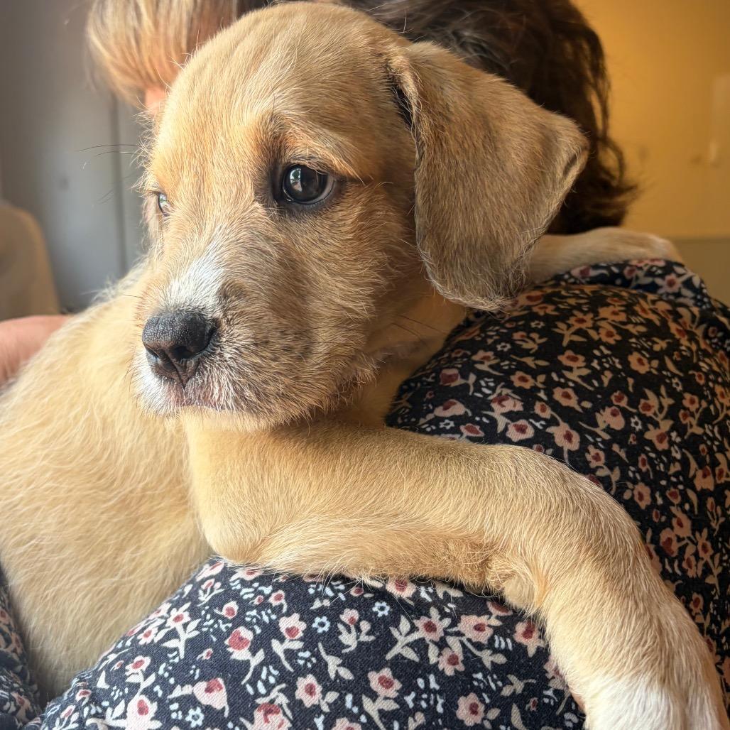 Bear, a Adoptable Mixed Breed in Morrisville, VT image 1/6