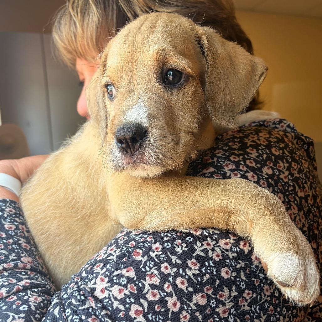 Bear, a Adoptable Mixed Breed in Morrisville, VT image 2/6