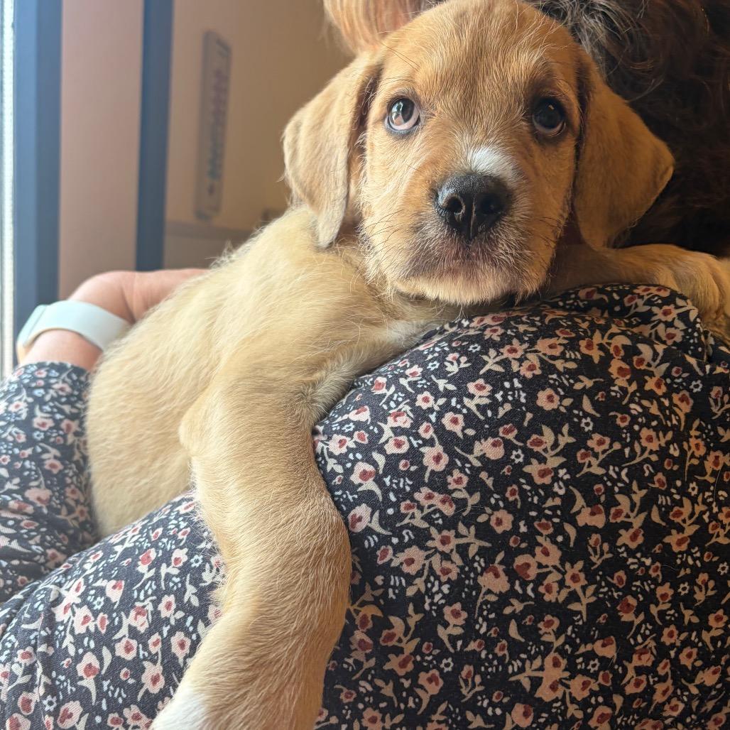 Bear, a Adoptable Mixed Breed in Morrisville, VT image 3/6