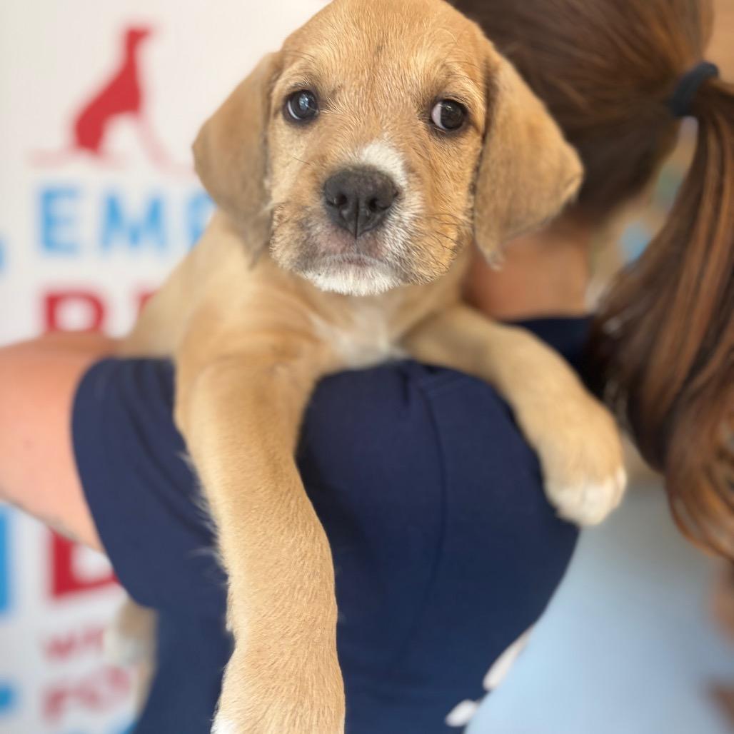 Bear, a Adoptable Mixed Breed in Morrisville, VT image 5/6