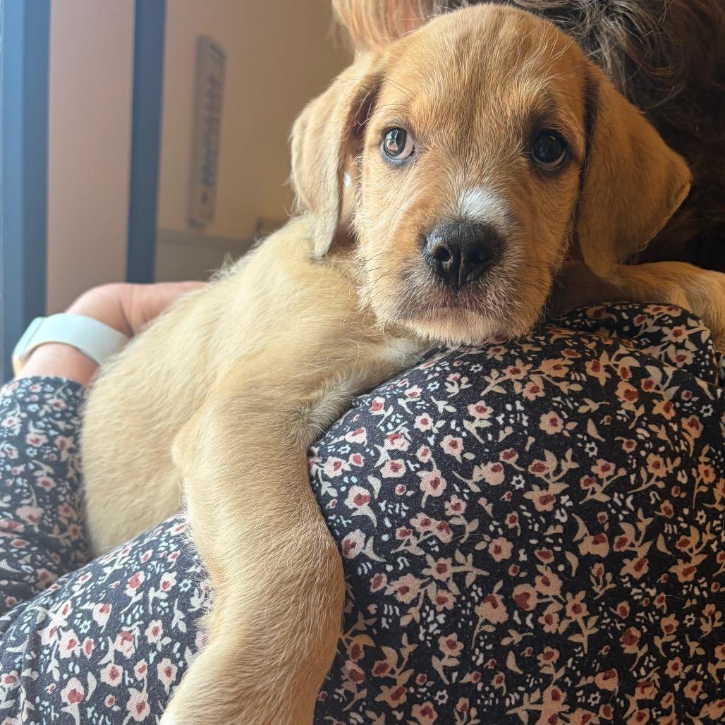 Bear, a Adoptable Mixed Breed in Morrisville, VT image 6/6
