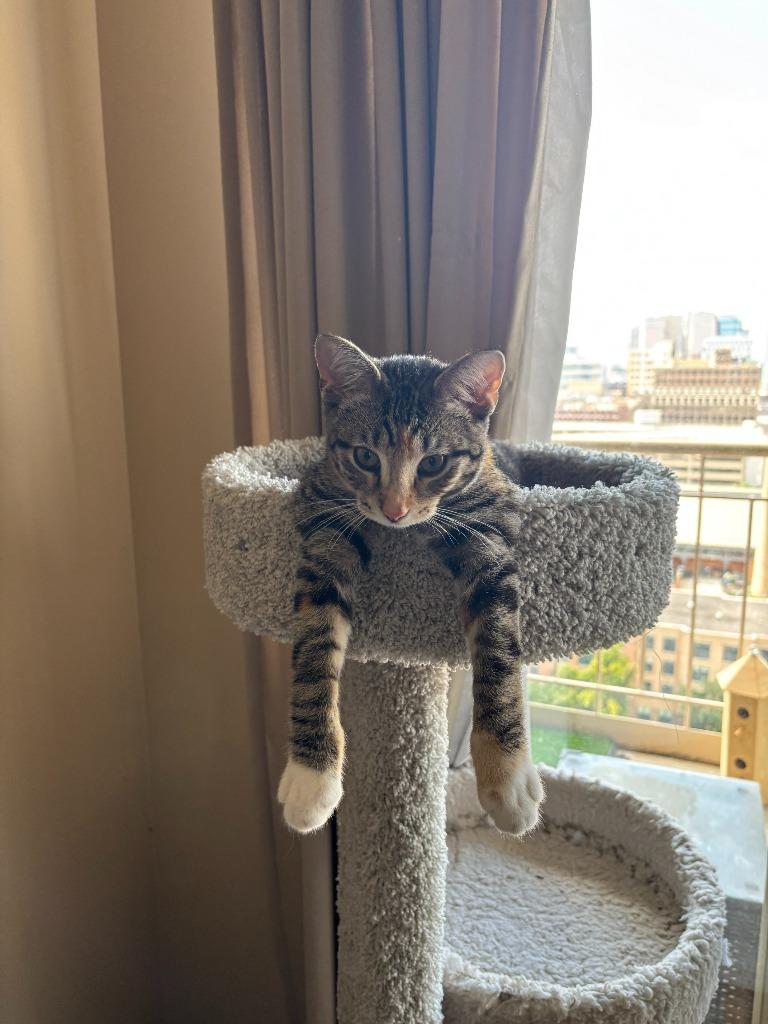 Fiera-No Longer Accepting Apps, Adoptable, Young Female Domestic Short Hair.