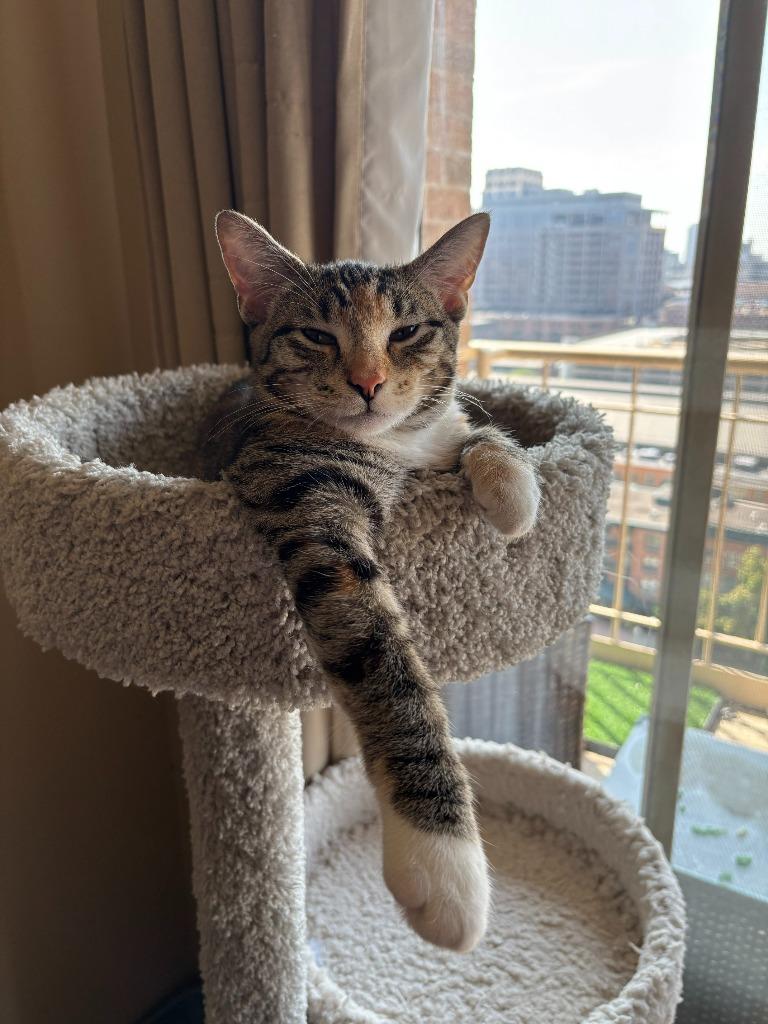 Enlarge Fiera, a Adoptable mixed breed in Minneapolis, MN image 2/5