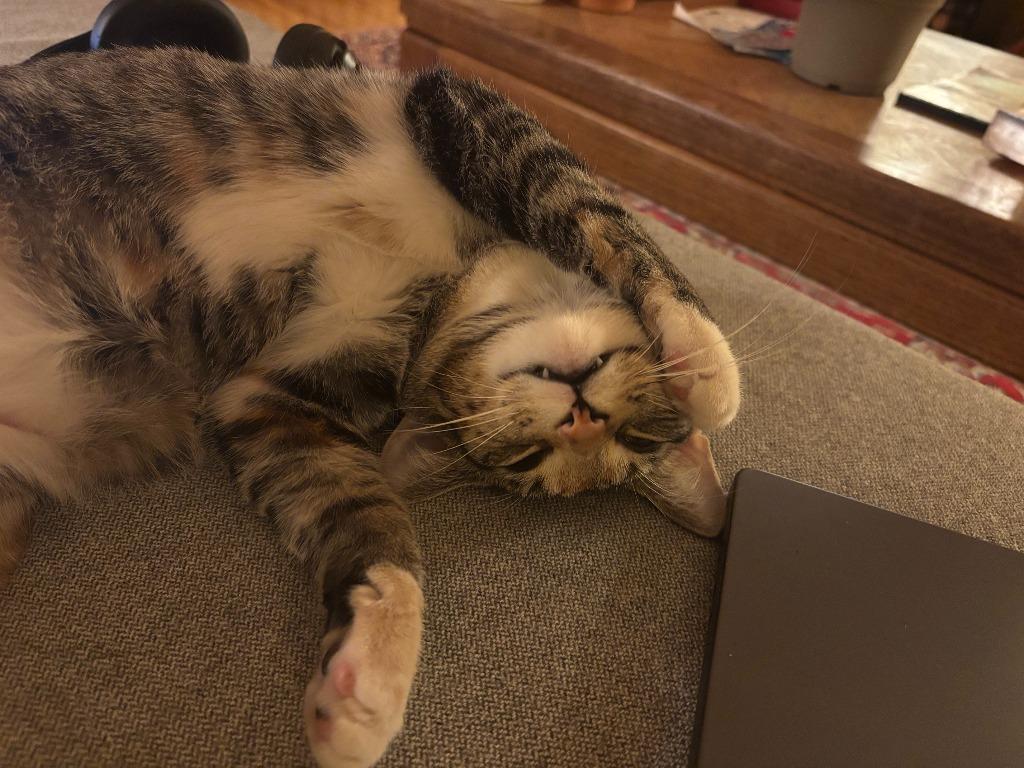 Fiera-No longer accepting apps, Adoptable, Kitten Female Domestic Short Hair.