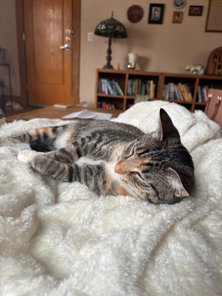 Fiera, Adoptable, Young Female Domestic Short Hair.