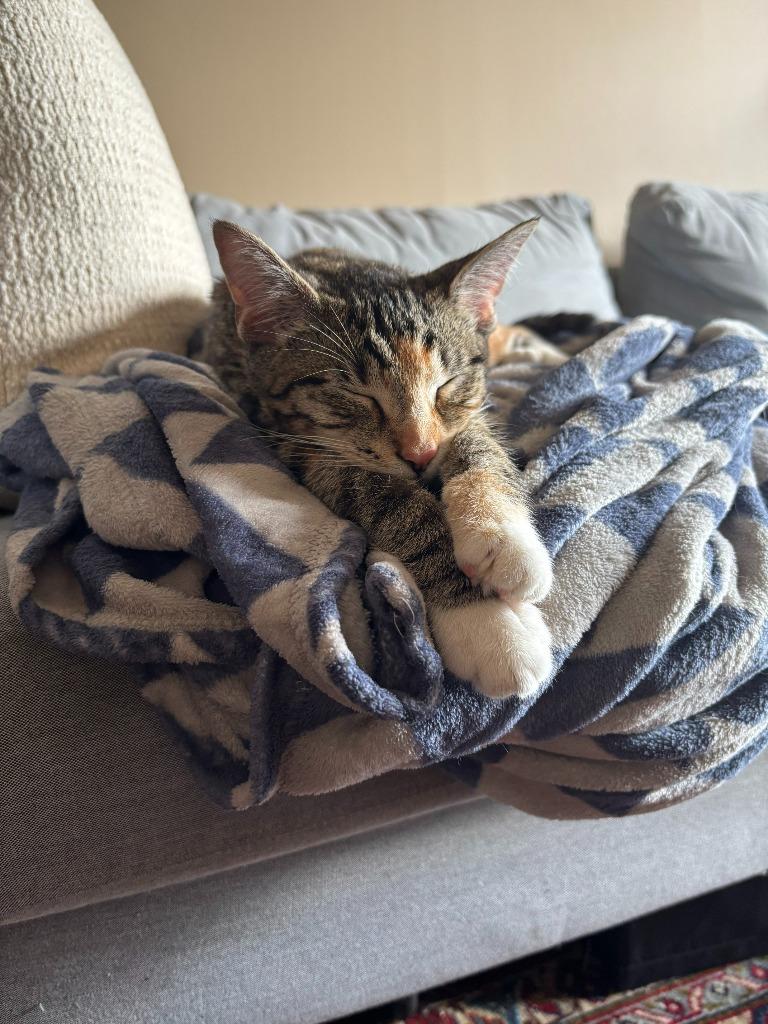 Enlarge Fiera- Pending Adoption, a Adoptable mixed breed in Minneapolis, MN image 2/5