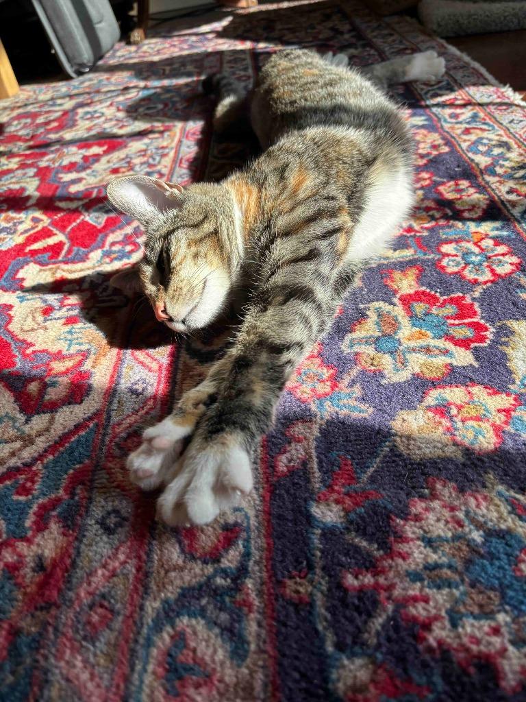 Enlarge Fiera- Pending Adoption, a Adoptable mixed breed in Minneapolis, MN image 3/5