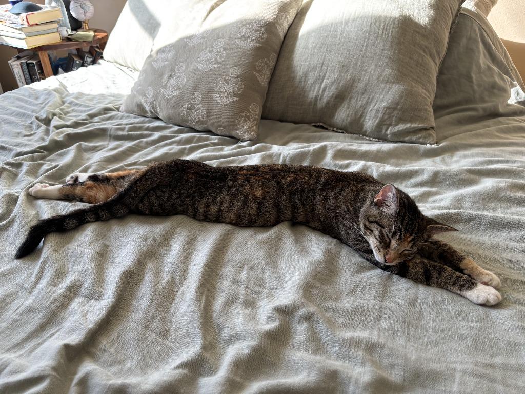 Enlarge Fiera- Pending Adoption, a Adoptable mixed breed in Minneapolis, MN image 4/5