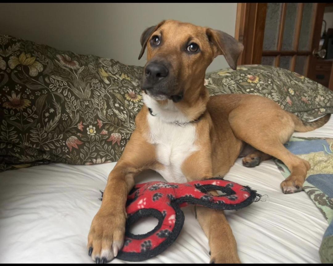Mario, a Adoptable Mixed Breed in kitchener, ON image 2/5