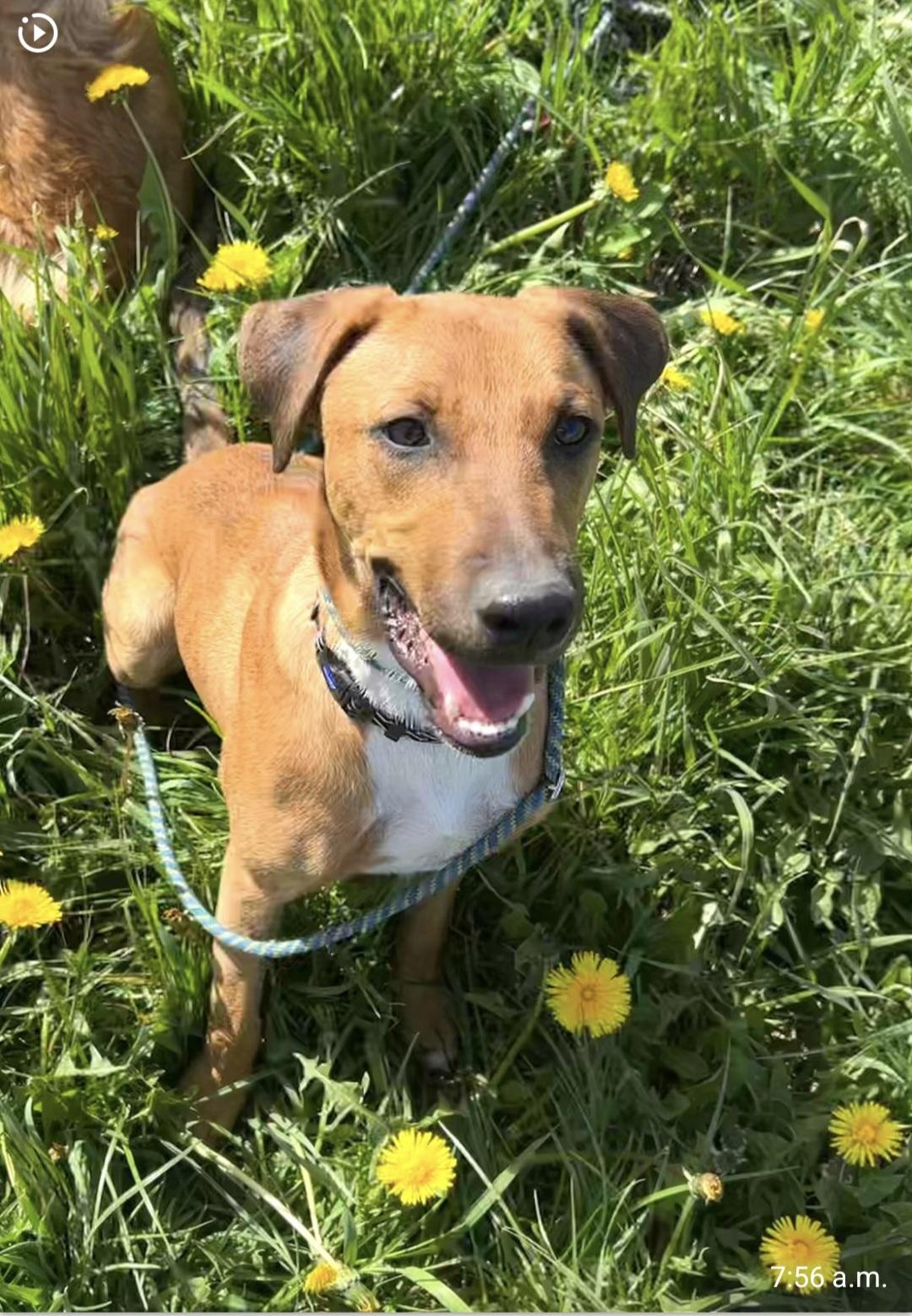 Mario, Adoptable, Puppy Male Mixed Breed.